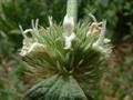 Marrubium vulgare